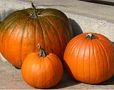 3 Pumpkins2
